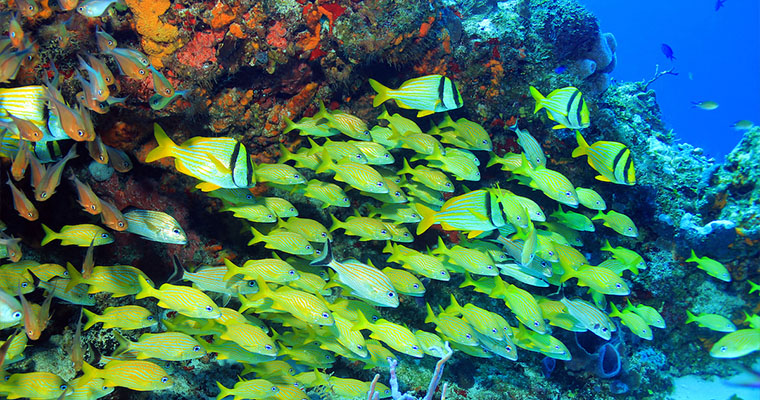 Reef Snorkel Adventure 